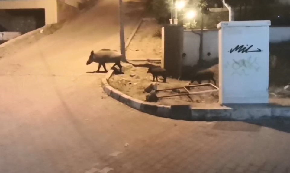 Domuzlarla selfie modası
