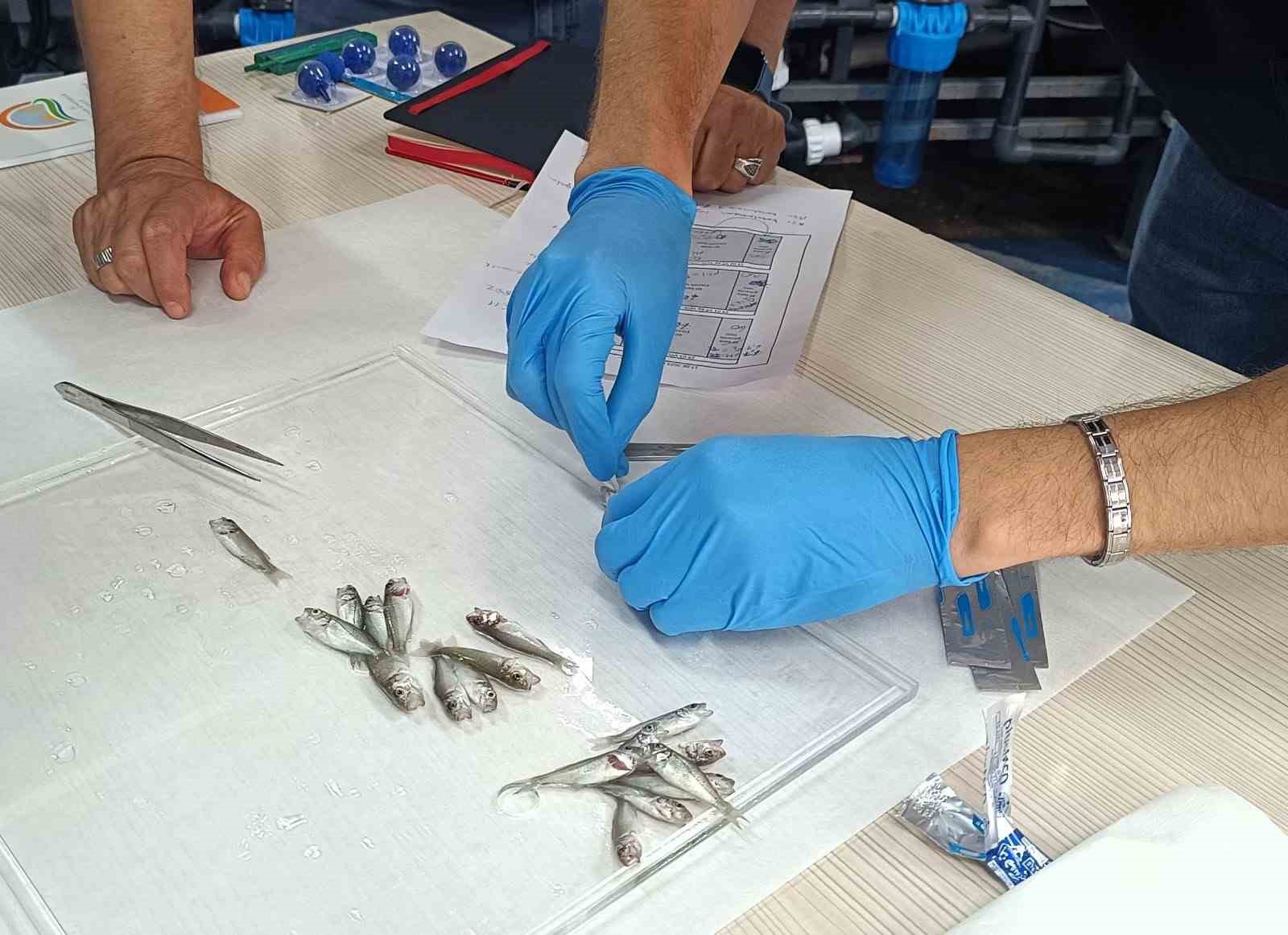 Bandırma’da levrek balıklarında görülen hastalıklara karşı aşı çalışması