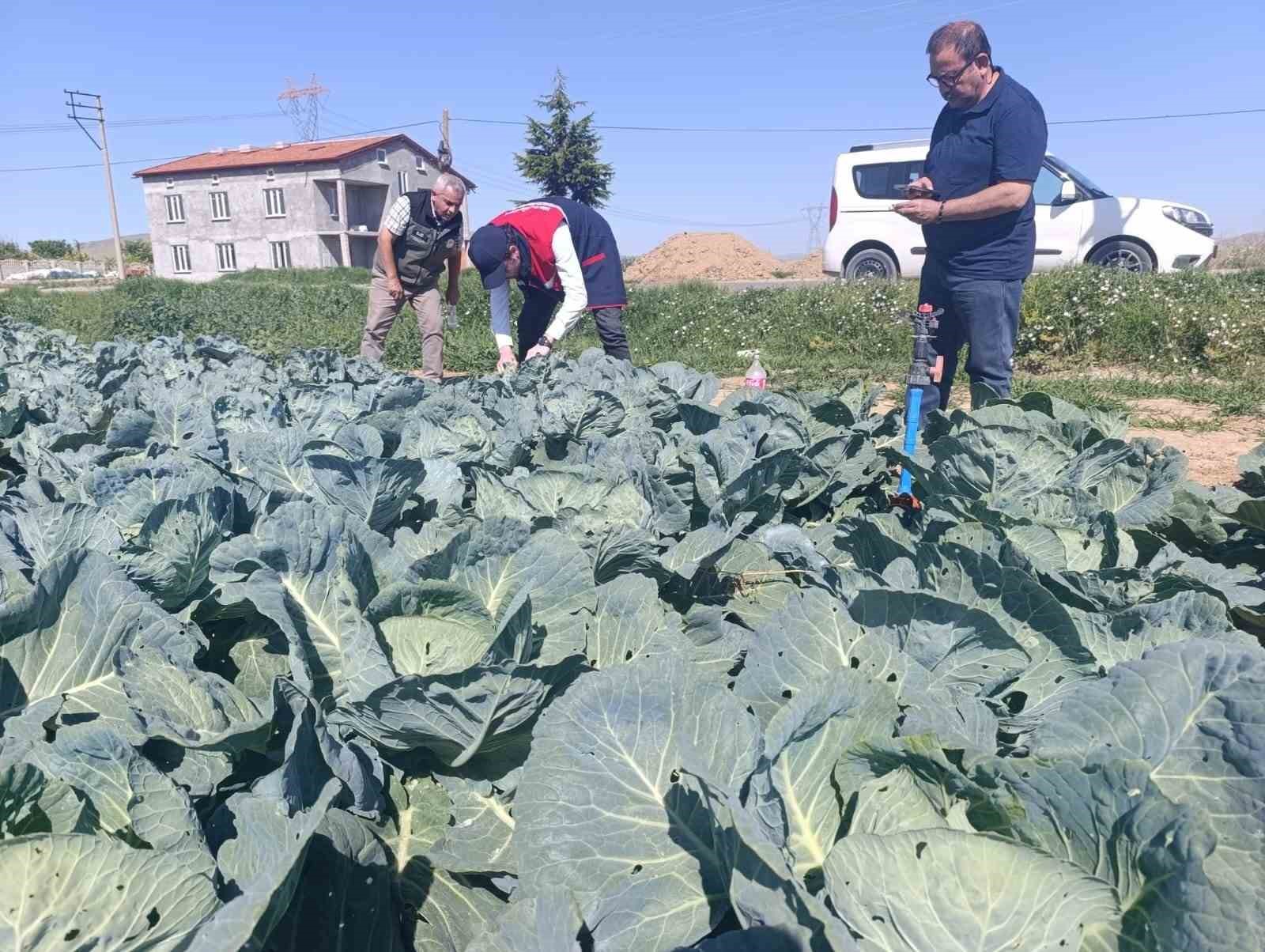 Lahana üreticilerine uyarıda bulunuldu