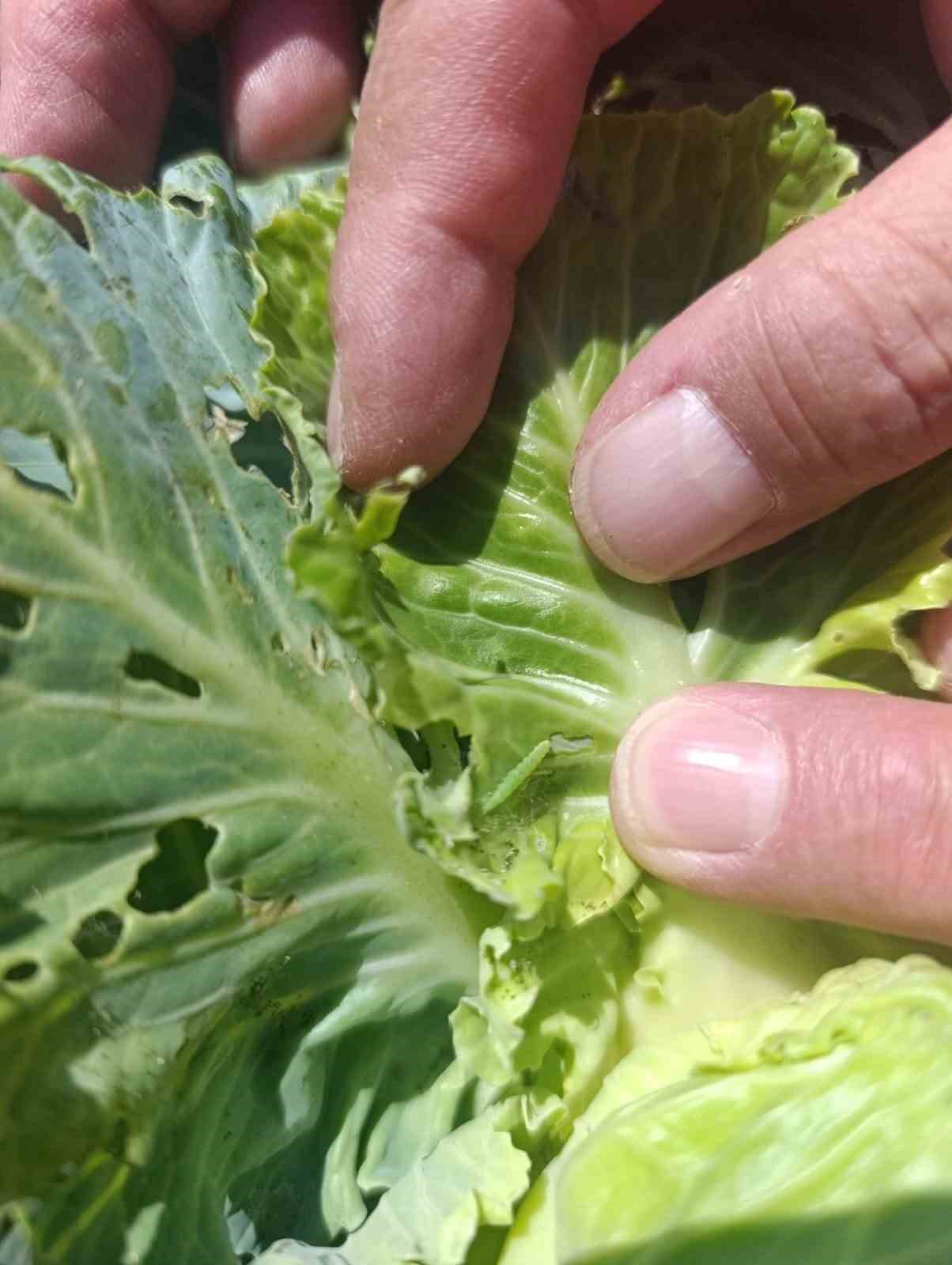 Lahana &uuml;reticilerine uyarıda bulunuldu
