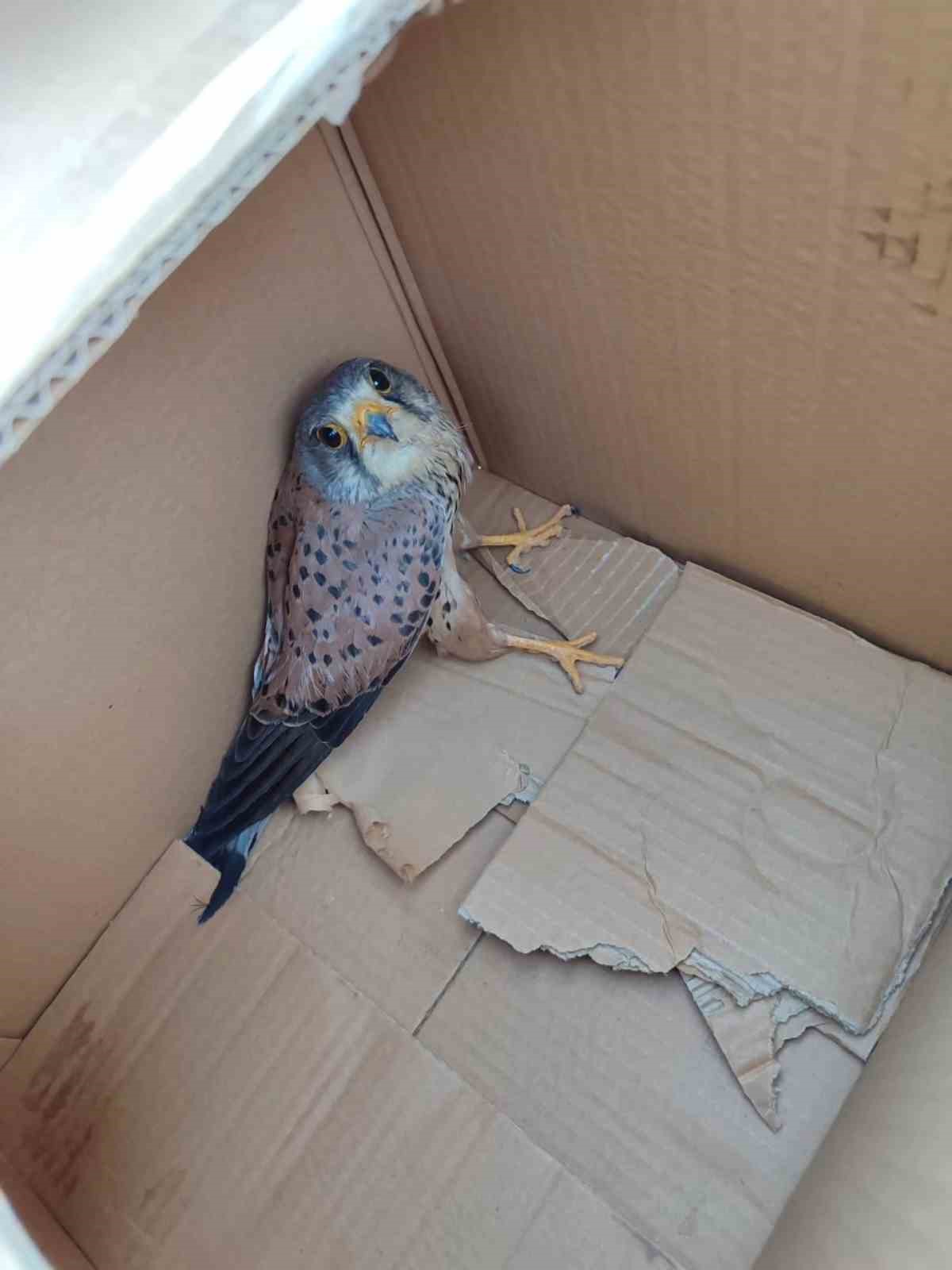 Bilecik&rsquo;te yaralı olarak bulunan atmaca koruma altına alındı
