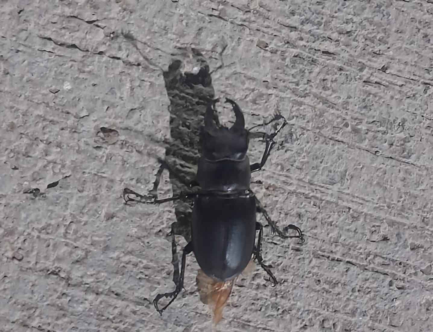 Tunceli’de görüldü: Zarar vermenin cezası 557 bin TL