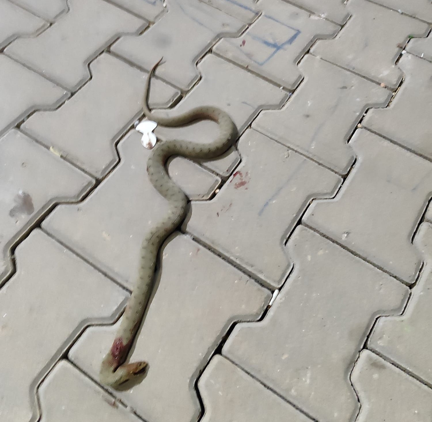 Konteynere giren yılan paniğe neden oldu
