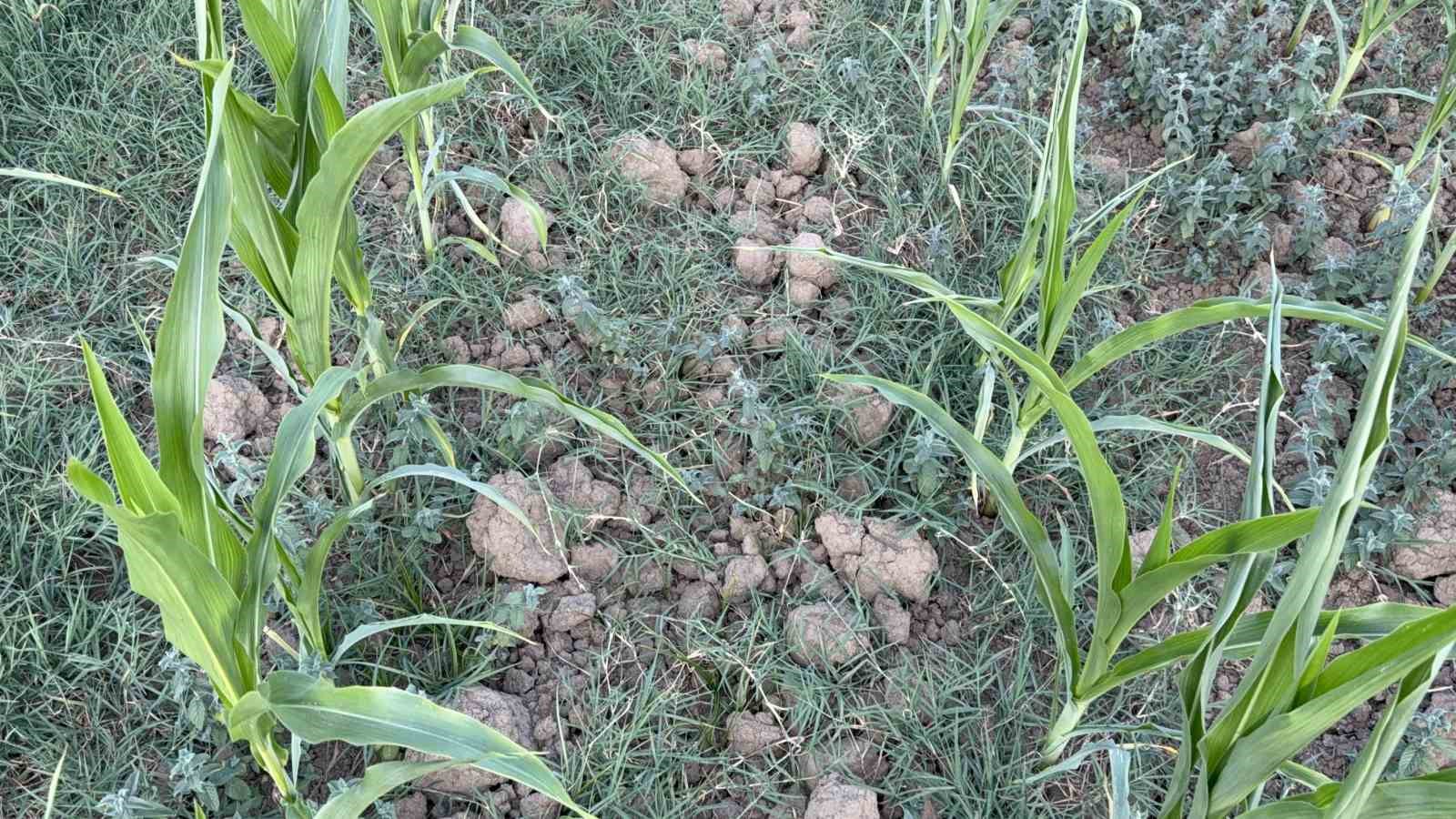 Sıcaklarda &ccedil;ift&ccedil;ilerin can suyu: Yapay yağmur
