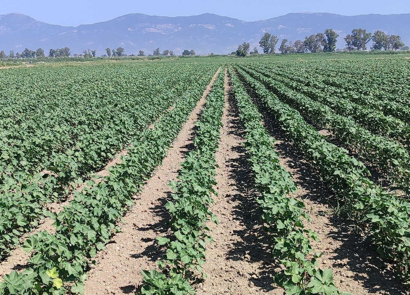 Didim’de pamuk zararlıları kontrol edildi