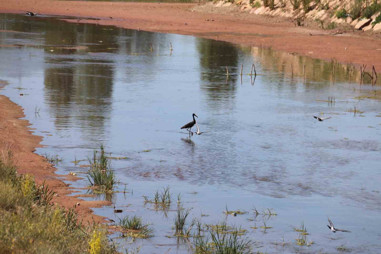 Nadir görülen Kara leylek, Türkiye’nin en uzun nehrinde görüntülendi