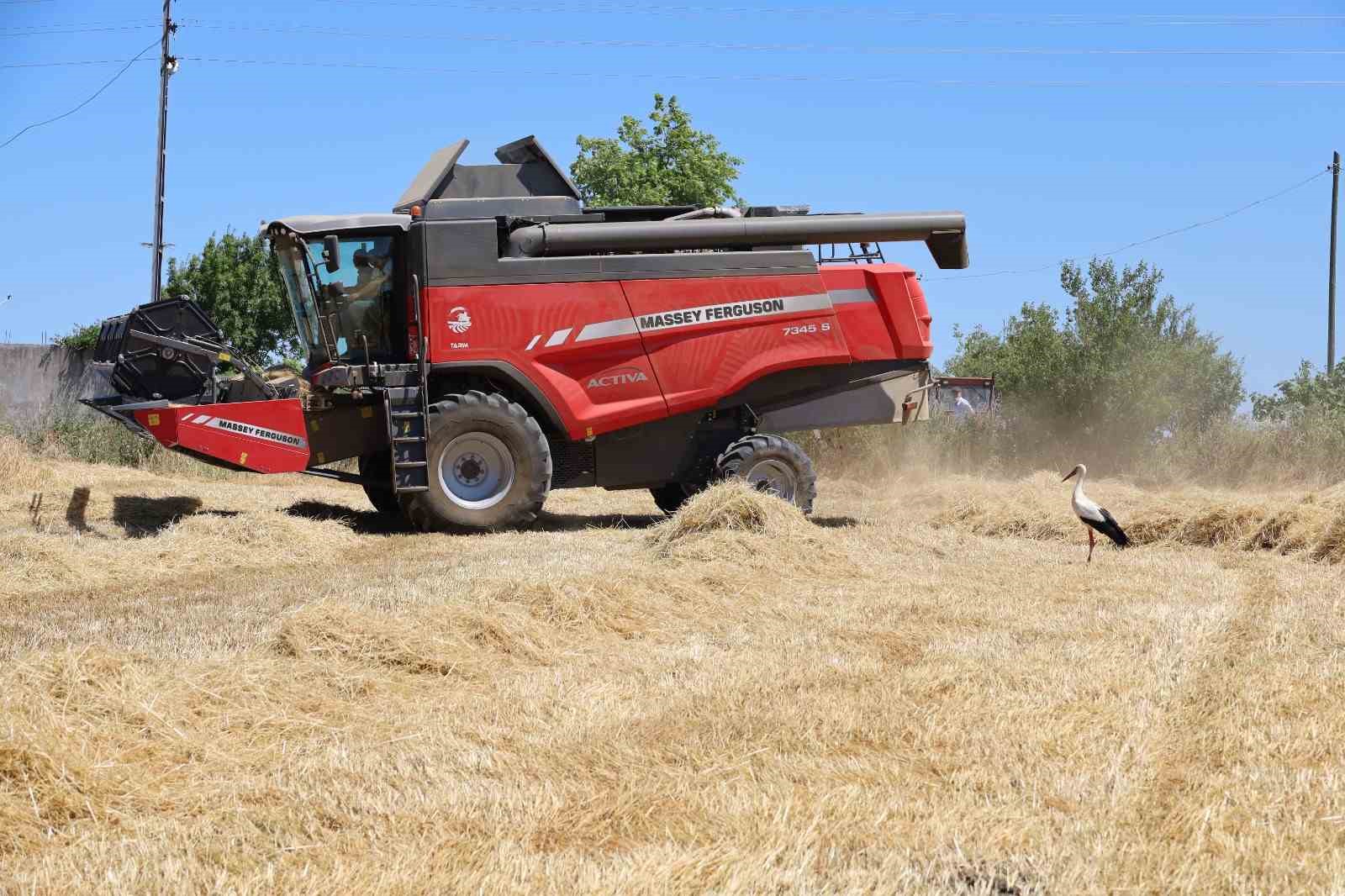 Bafra Ovası&rsquo;nda hasat başladı: "Buğdaydan &ouml;nce umutları bi&ccedil;iyoruz"
