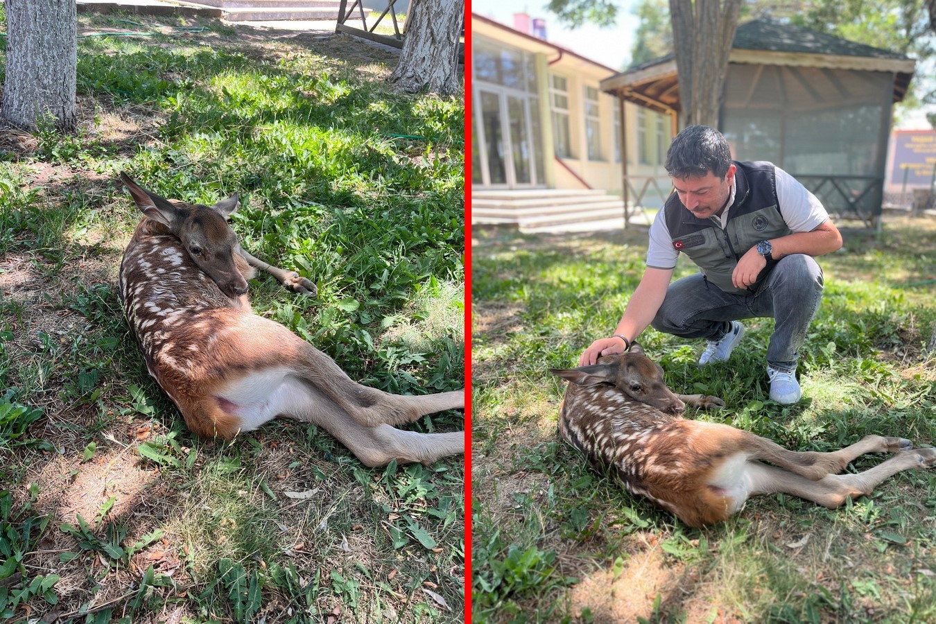 Ormanlık alanda bulunan yaralı geyik tedavi altına alındı

