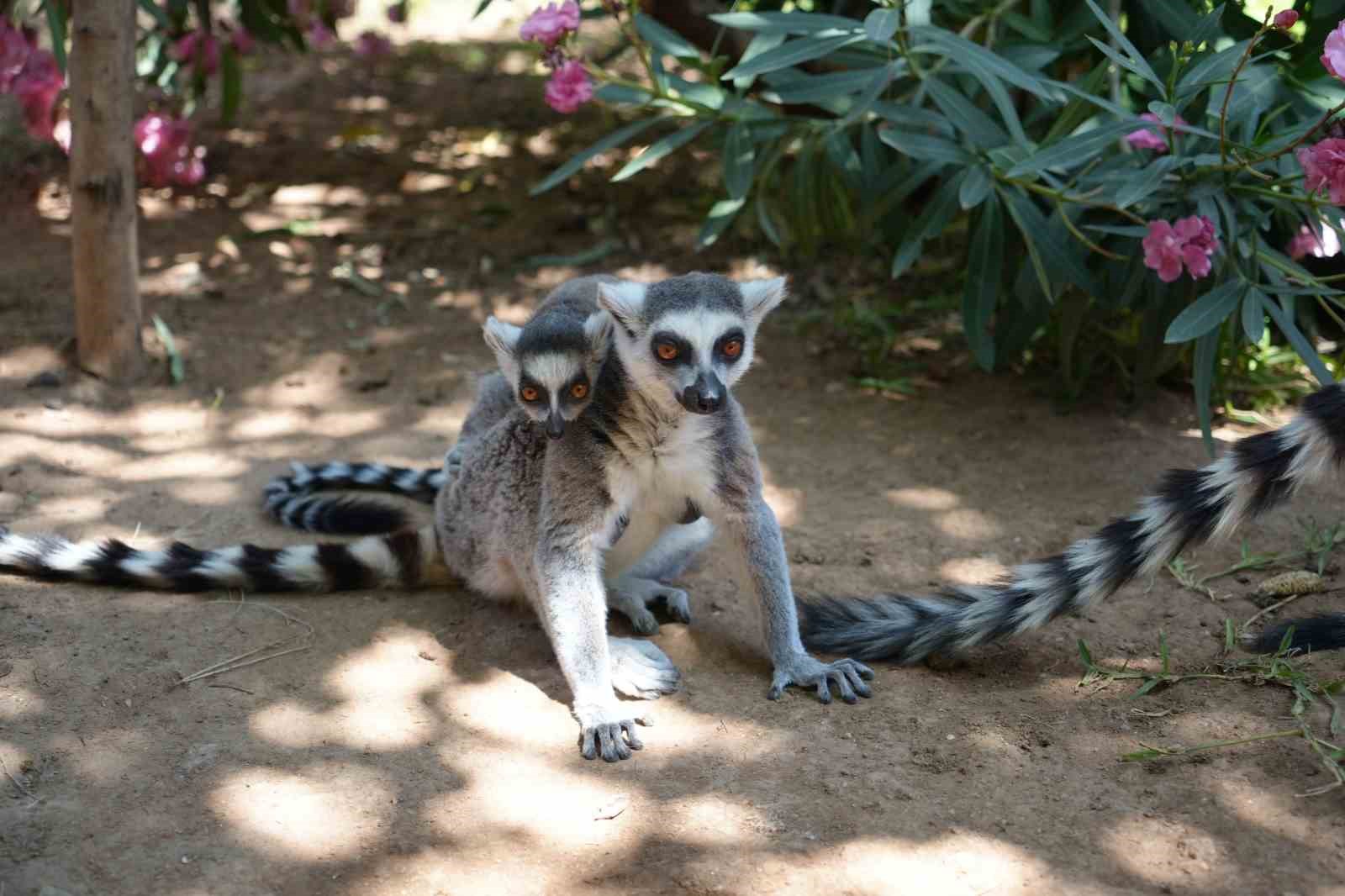 Antalya&rsquo;da sıcaktan etkilenen hayvanlara buzlu meyve kokteyli
