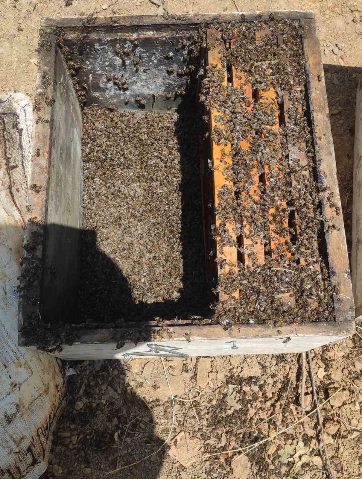 Kastamonu&rsquo;da 56 arı kovanı zehirlendi: 1 milyona yakın arı telef oldu
