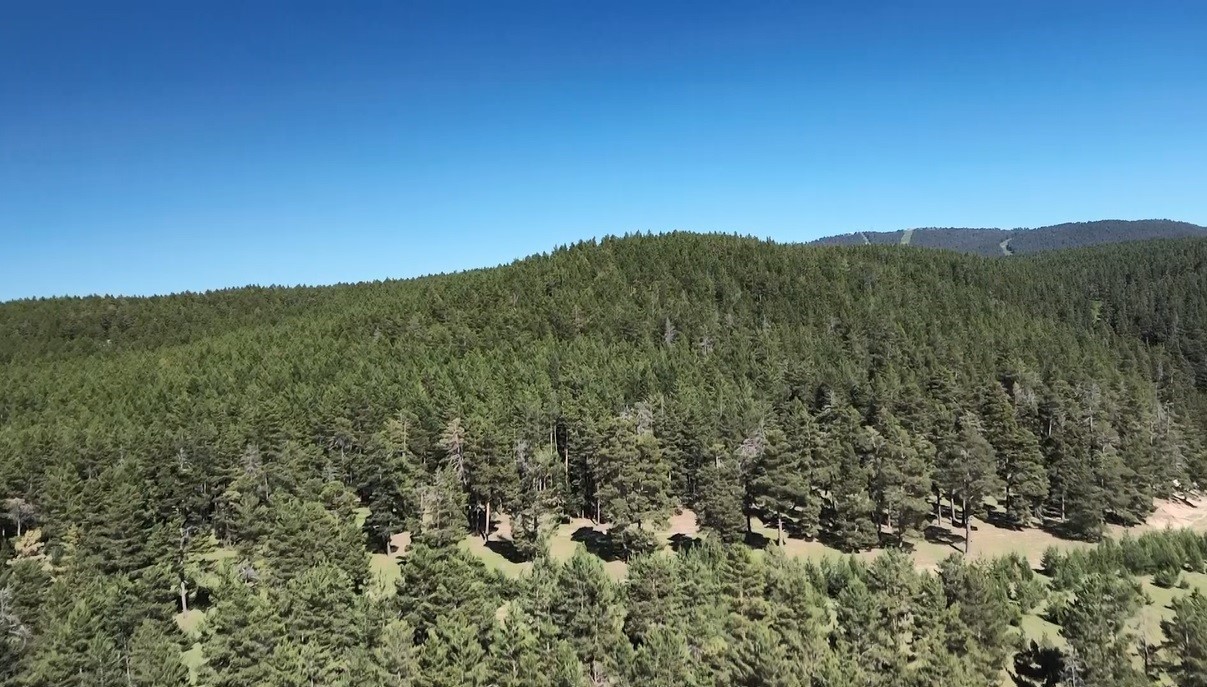 Kars’ta 1 Temmuz’da itibaren ormanlık alanlara girmek yasaklandı