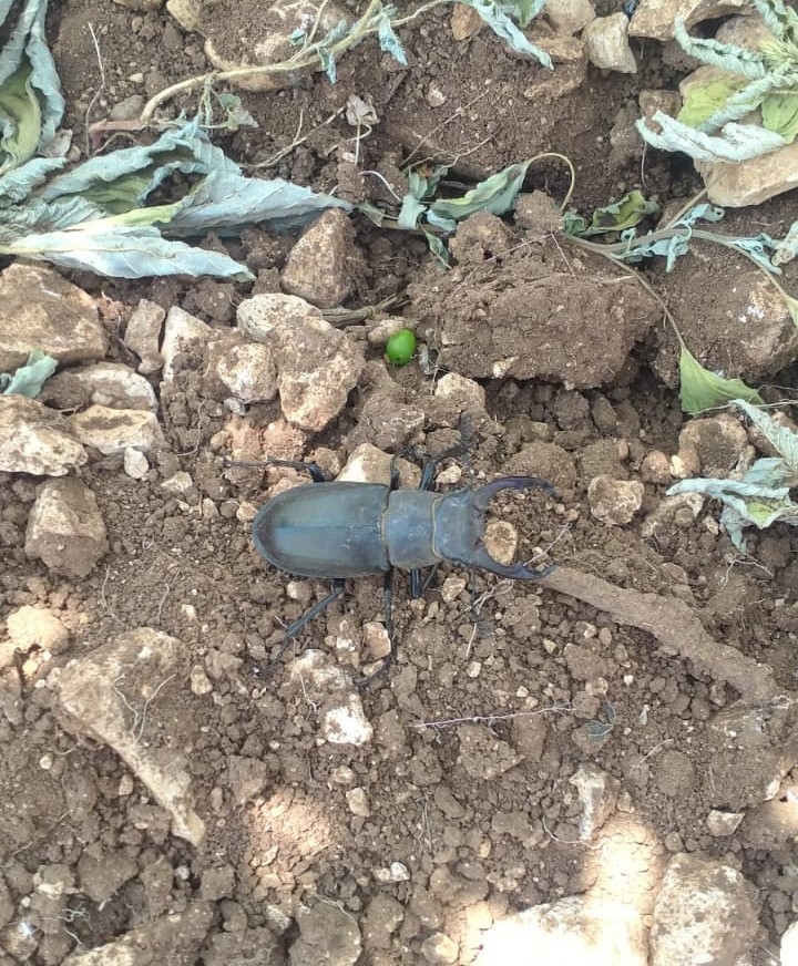 Nadir böcek türü geyik böceğinin bugünkü durağı Güney oldu