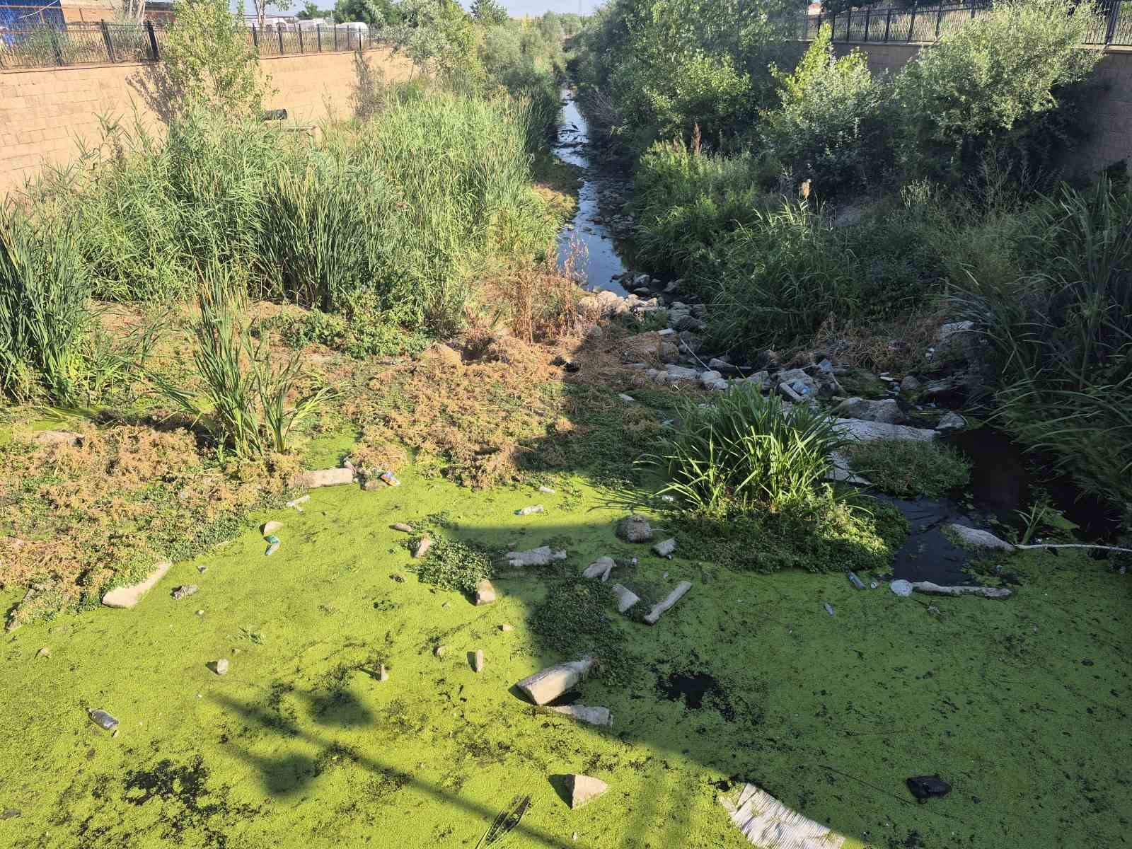 Şeytan Deresi yosun tuttu