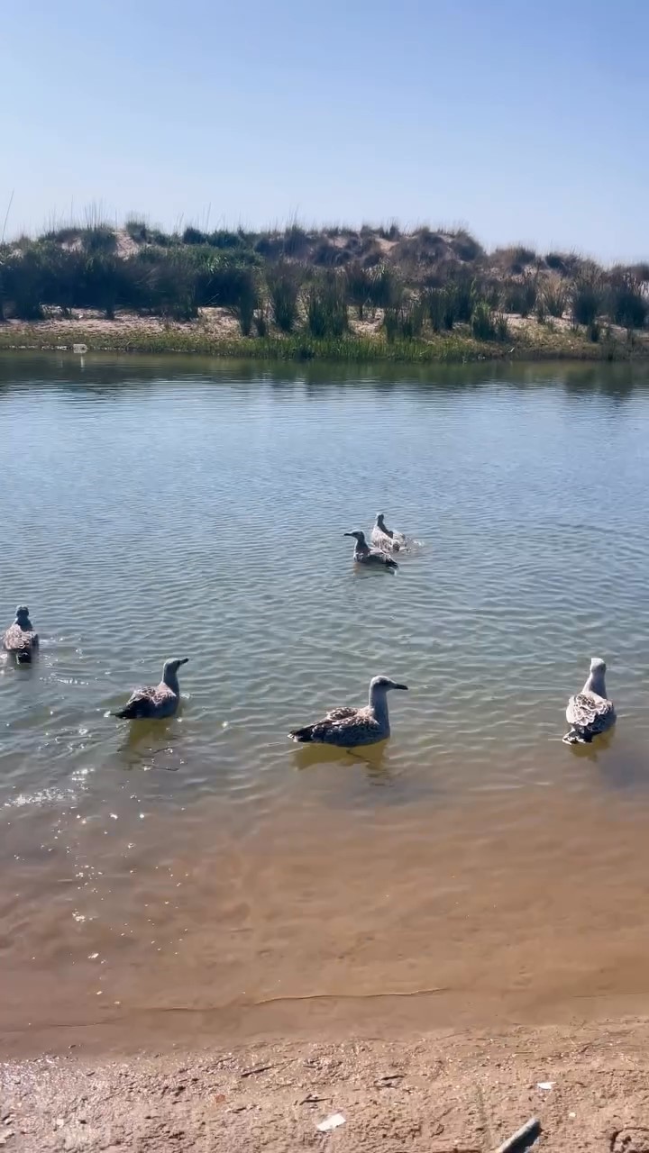 Sinop&rsquo;ta tedavileri tamamlanan martılar doğaya salındı
