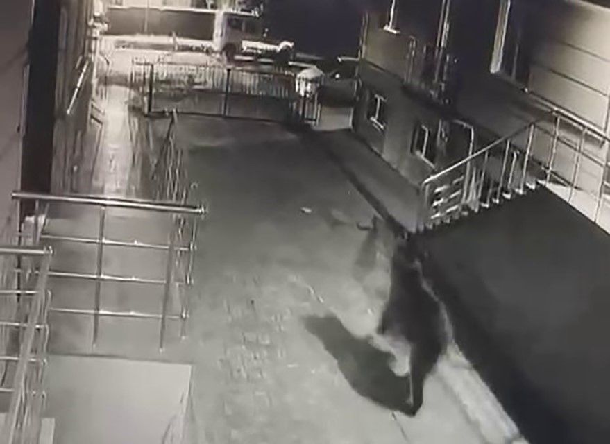 Sarıkamış&rsquo;ta ayı vatandaşlardan, vatandaşlar ayıdan ka&ccedil;tı
