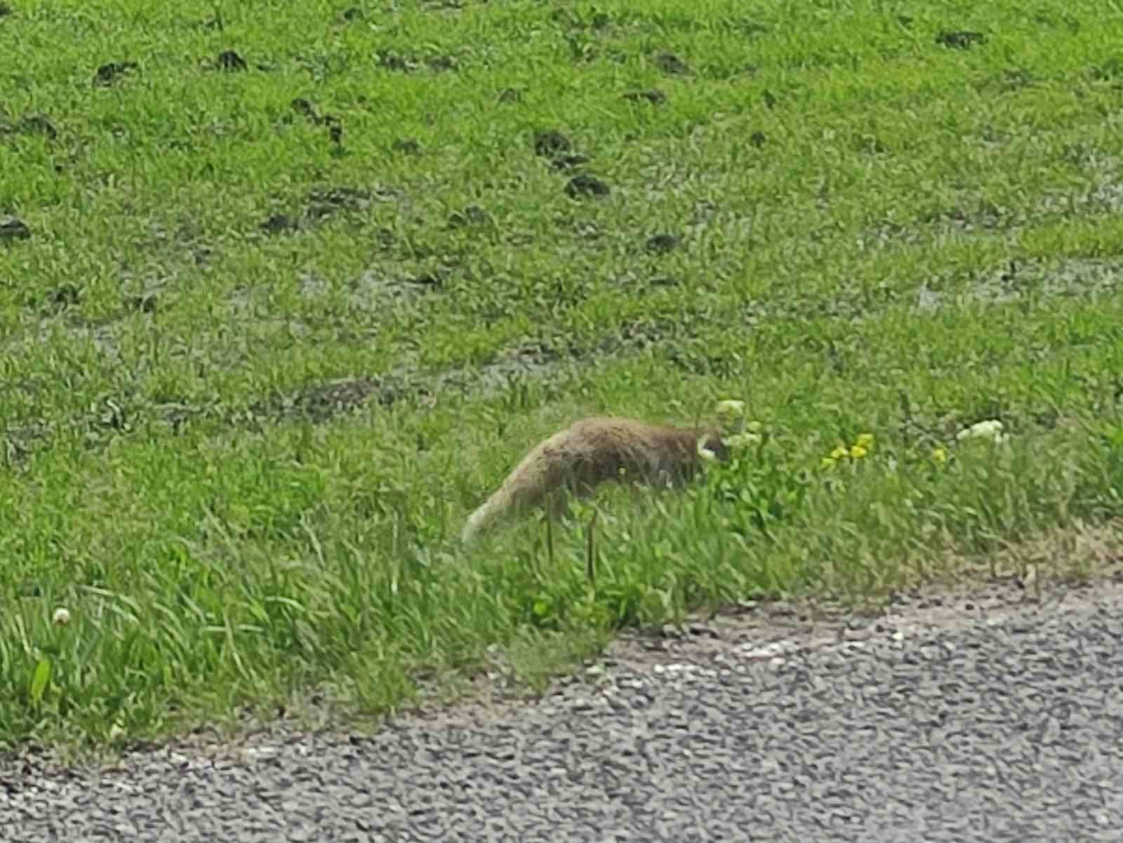 Aç kalan kızıl tilki fare avladı