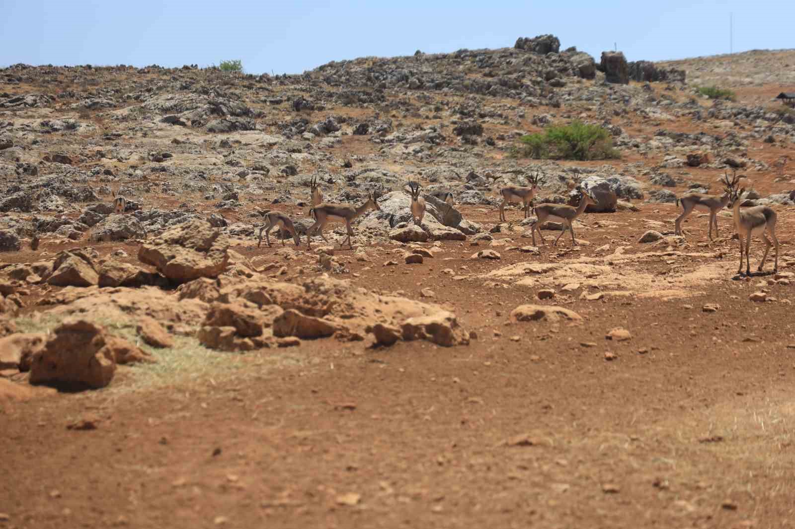 Suriye sınırının sıfır noktasında kurulan merkezle birlikte dağ ceylanlarının sayısı  18 kat arttı
