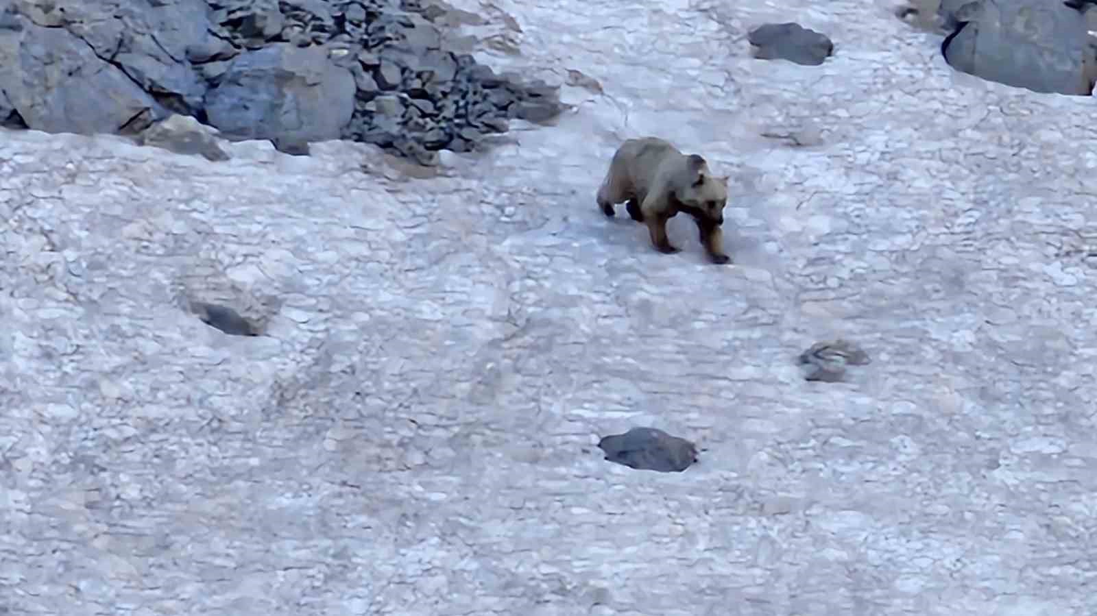 Hakkari’de dağcılar ayı ve dağ keçisi görüntüledi