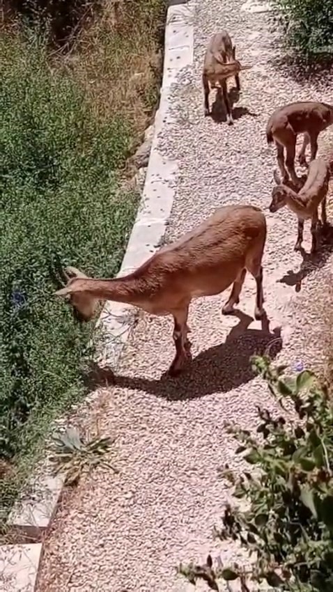 Elazığ&rsquo;da anne ve yavru dağ ke&ccedil;ileri yiyecek ararken g&ouml;r&uuml;nt&uuml;lendi
