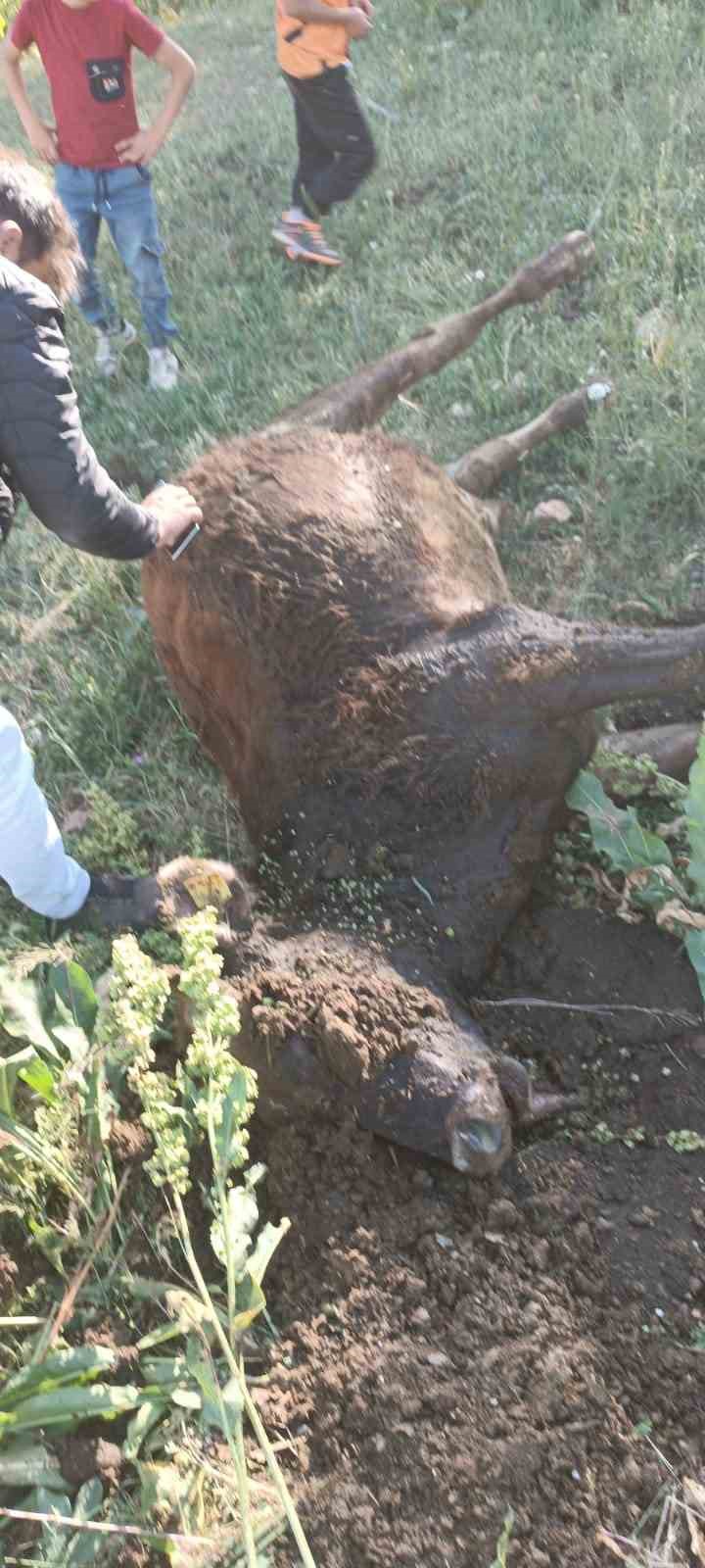 Yayla kavgası: 1 yaralı
