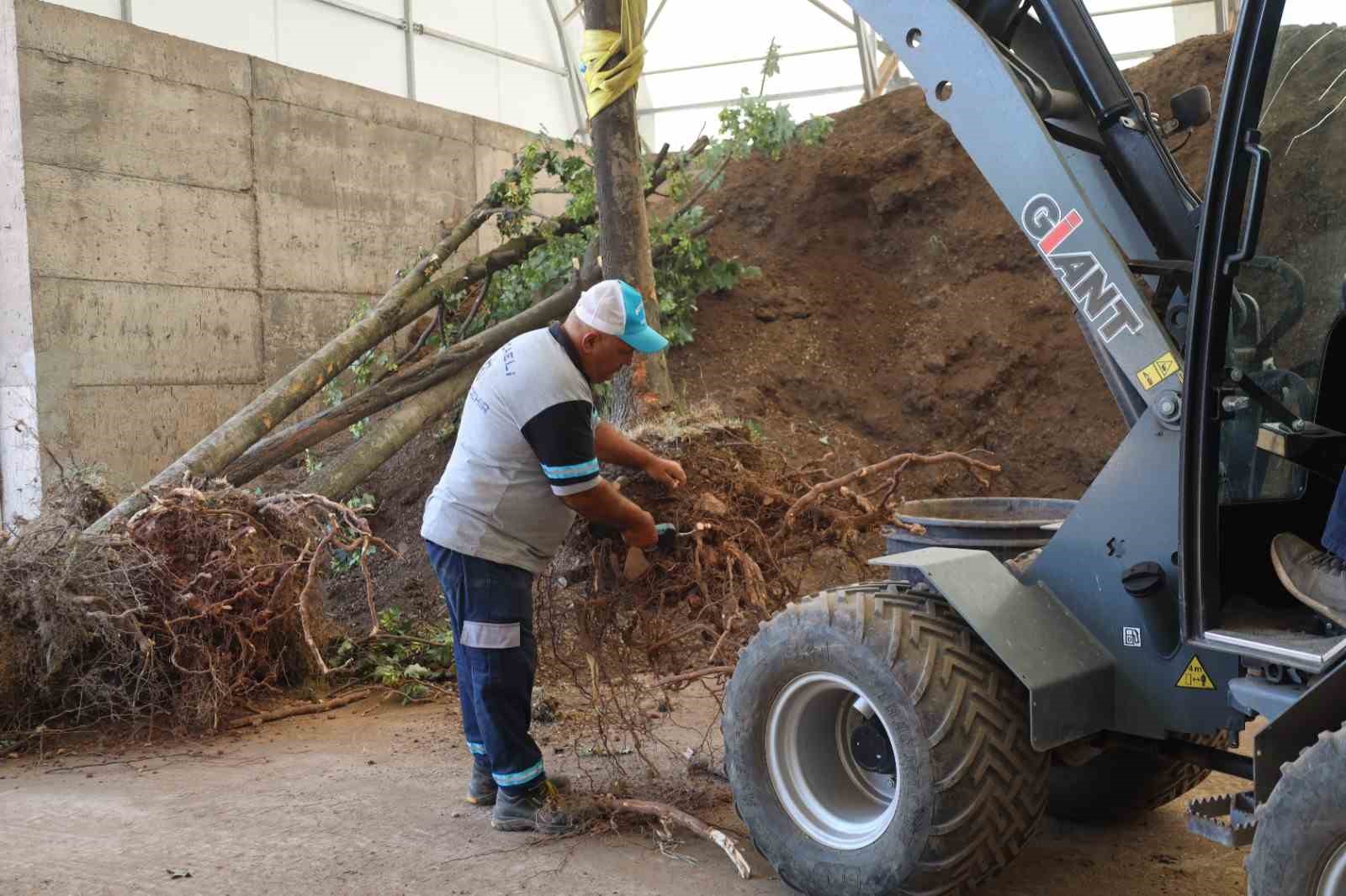 Sökülen ağaçlar korunuyor