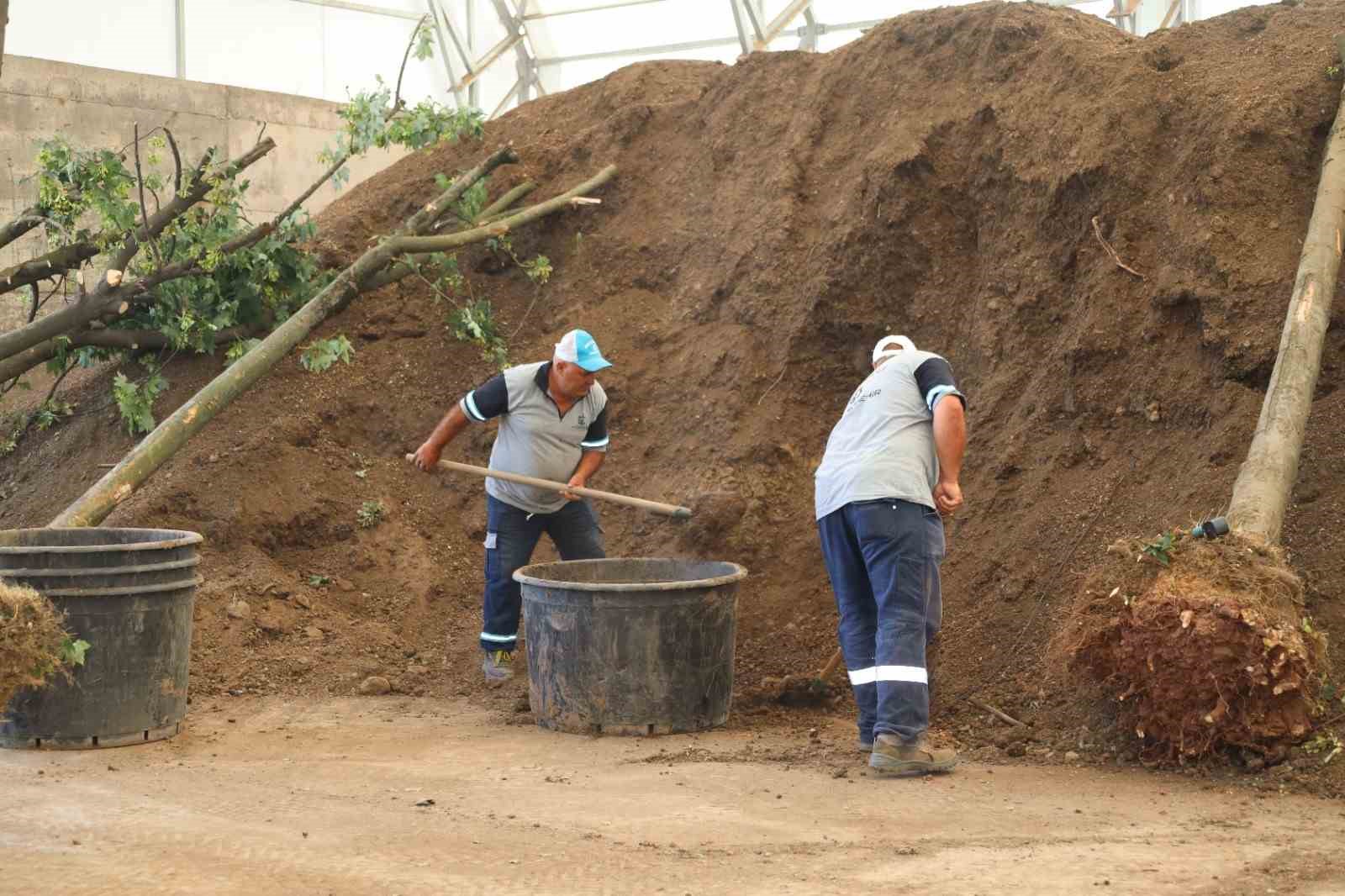 Sökülen ağaçlar korunuyor
