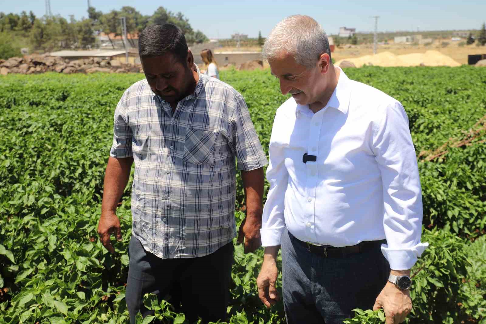 Gaziantep’te domates, biber, patlıcan, salatalık, kavun ve karpuz hasadı başladı