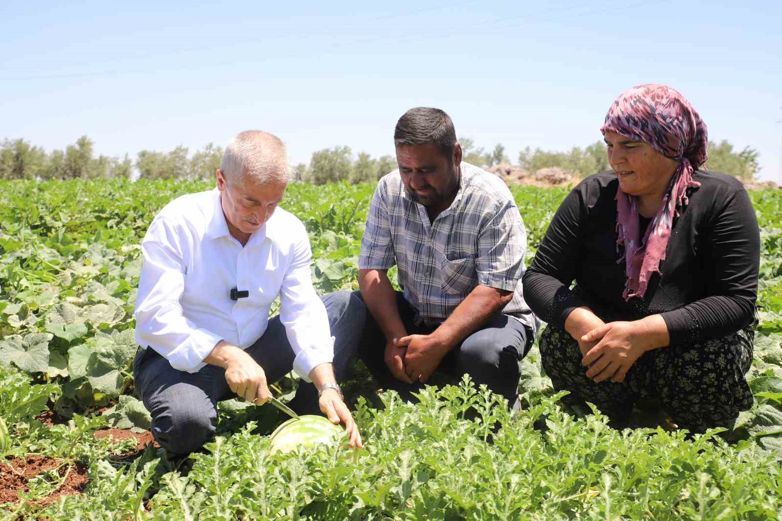 Gaziantep&rsquo;te domates, biber, patlıcan, salatalık, kavun ve karpuz hasadı başladı
