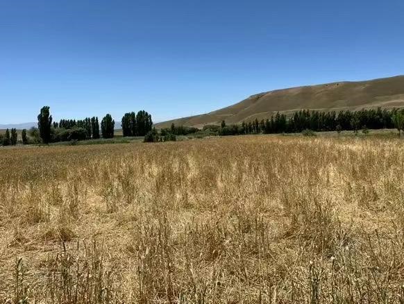 Muş&rsquo;ta yaban domuzları ekili araziyi talan etti
