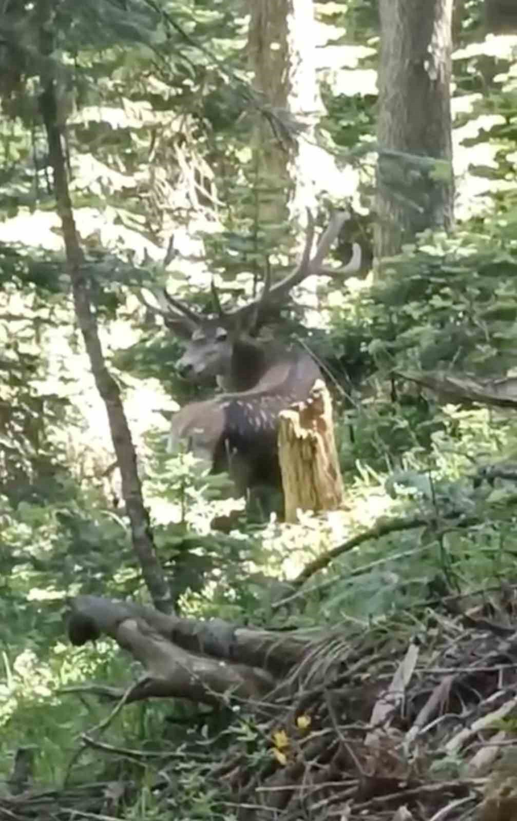 Kastamonu’da benekli kızıl geyik görüntülendi