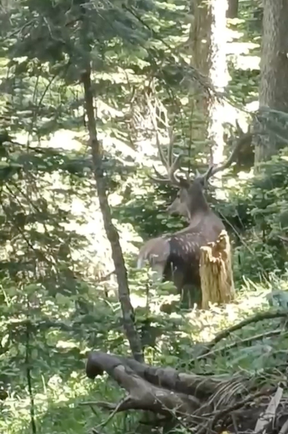 Kastamonu’da benekli kızıl geyik görüntülendi
