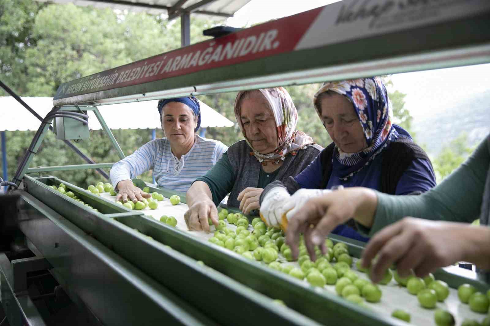 Mersin’de erik üreticilerine ikinci boylama makinesi desteği