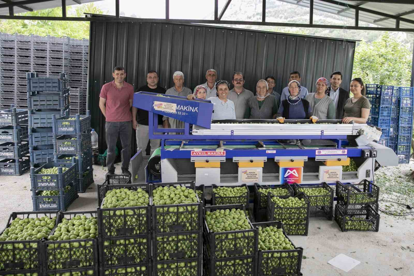 Mersin’de erik üreticilerine ikinci boylama makinesi desteği