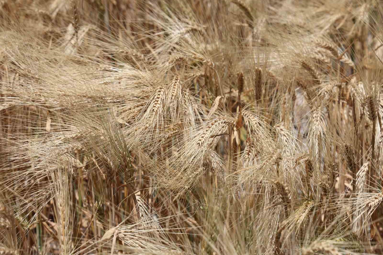 Kuraklık etkisindeki tarım başkentinde verim düşük