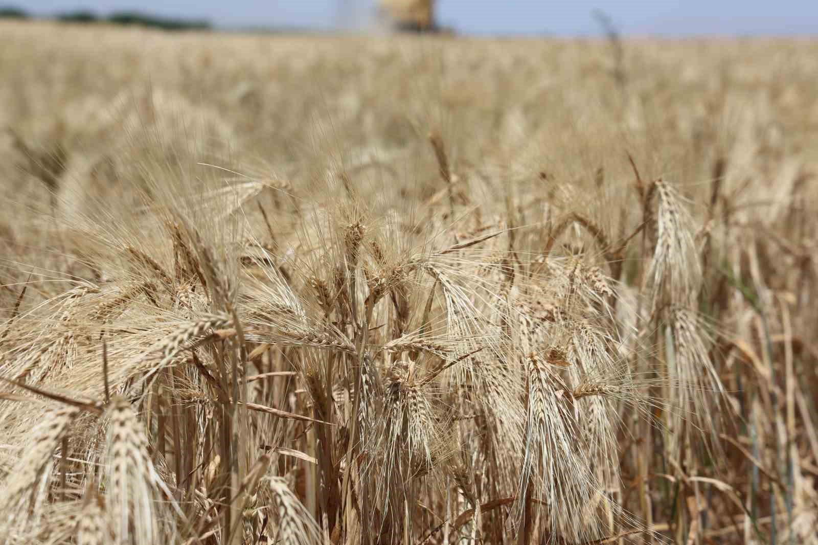 Kuraklık etkisindeki tarım başkentinde verim d&uuml;ş&uuml;k
