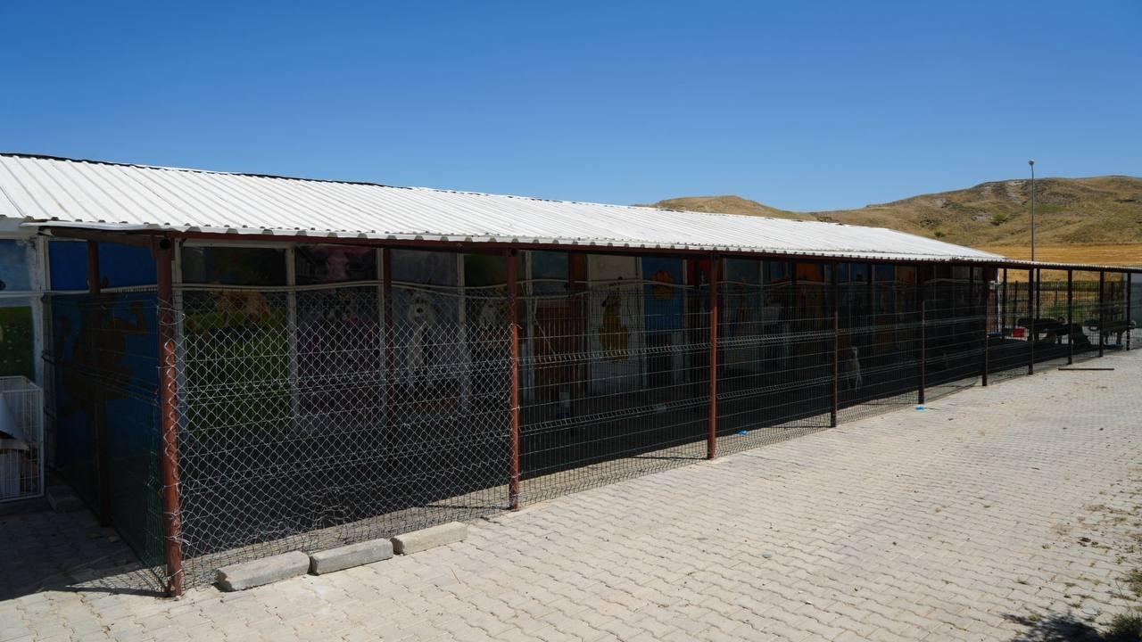 Sokak hayvanlarına doğal yaşam ve gölgelik desteği