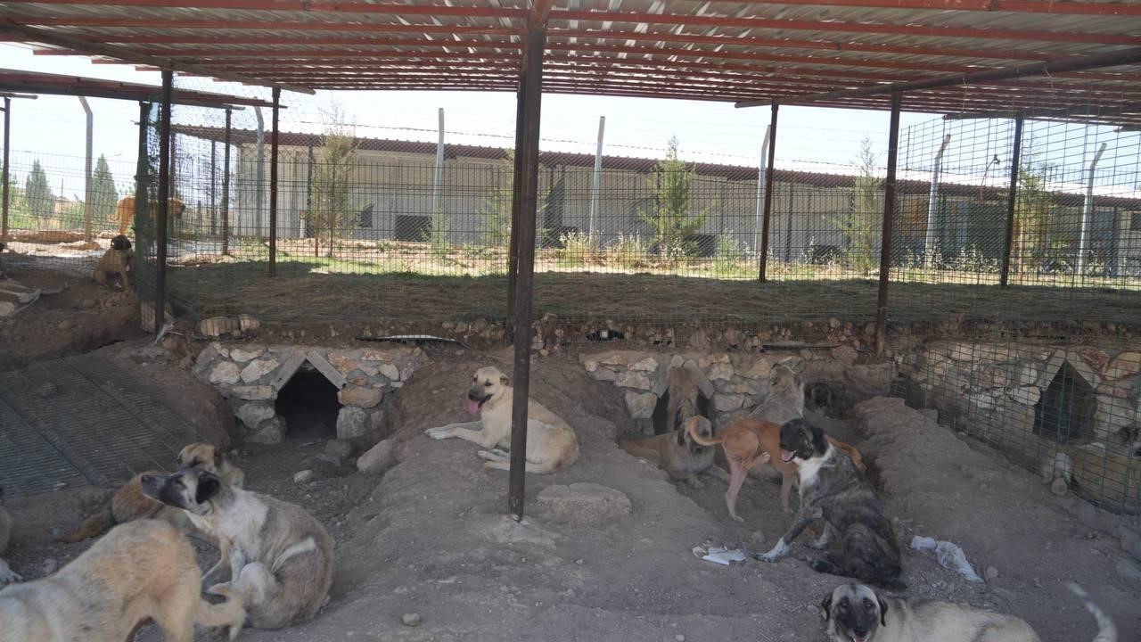 Sokak hayvanlarına doğal yaşam ve gölgelik desteği