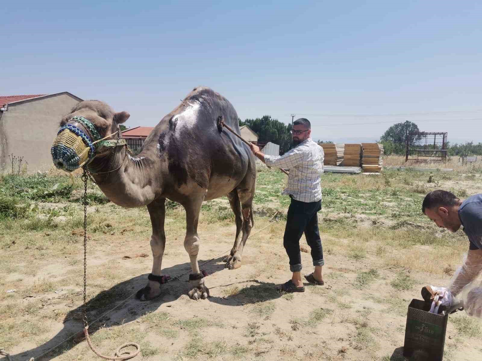 Buldan’da şampiyon deveye yaz bakımı