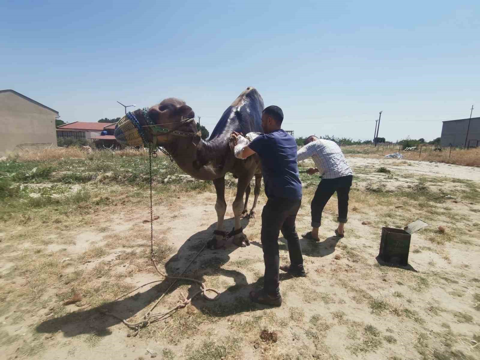 Buldan&rsquo;da şampiyon deveye yaz bakımı
