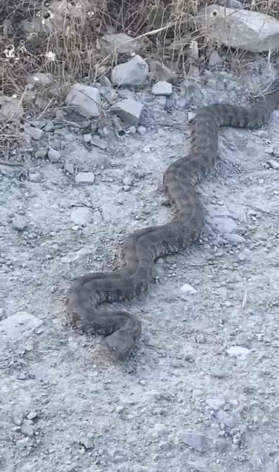 Elazığ’da görüntülenen yılan tedirgin etti
