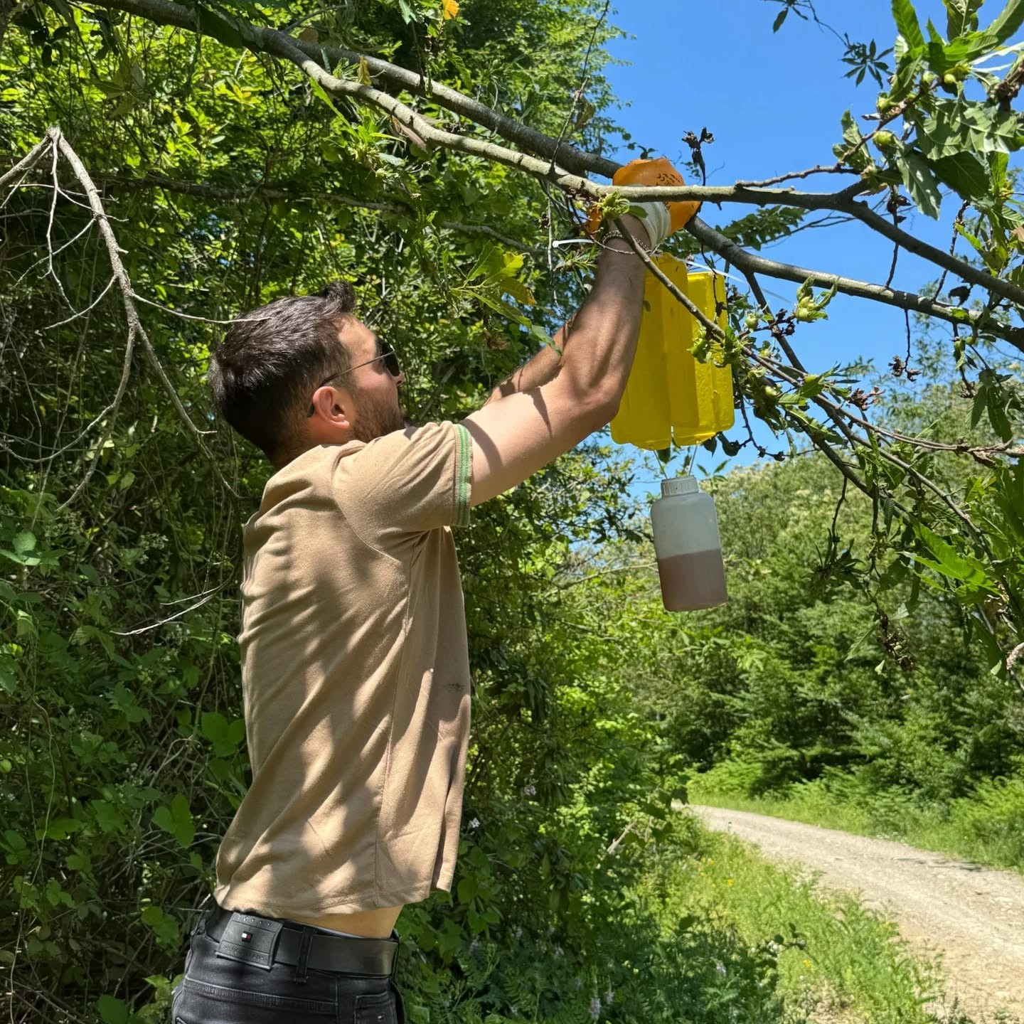 Kestane ağaçlarını kurutan gal arısıyla mücadele sürüyor: Kestane balında verimin artması bekleniyor