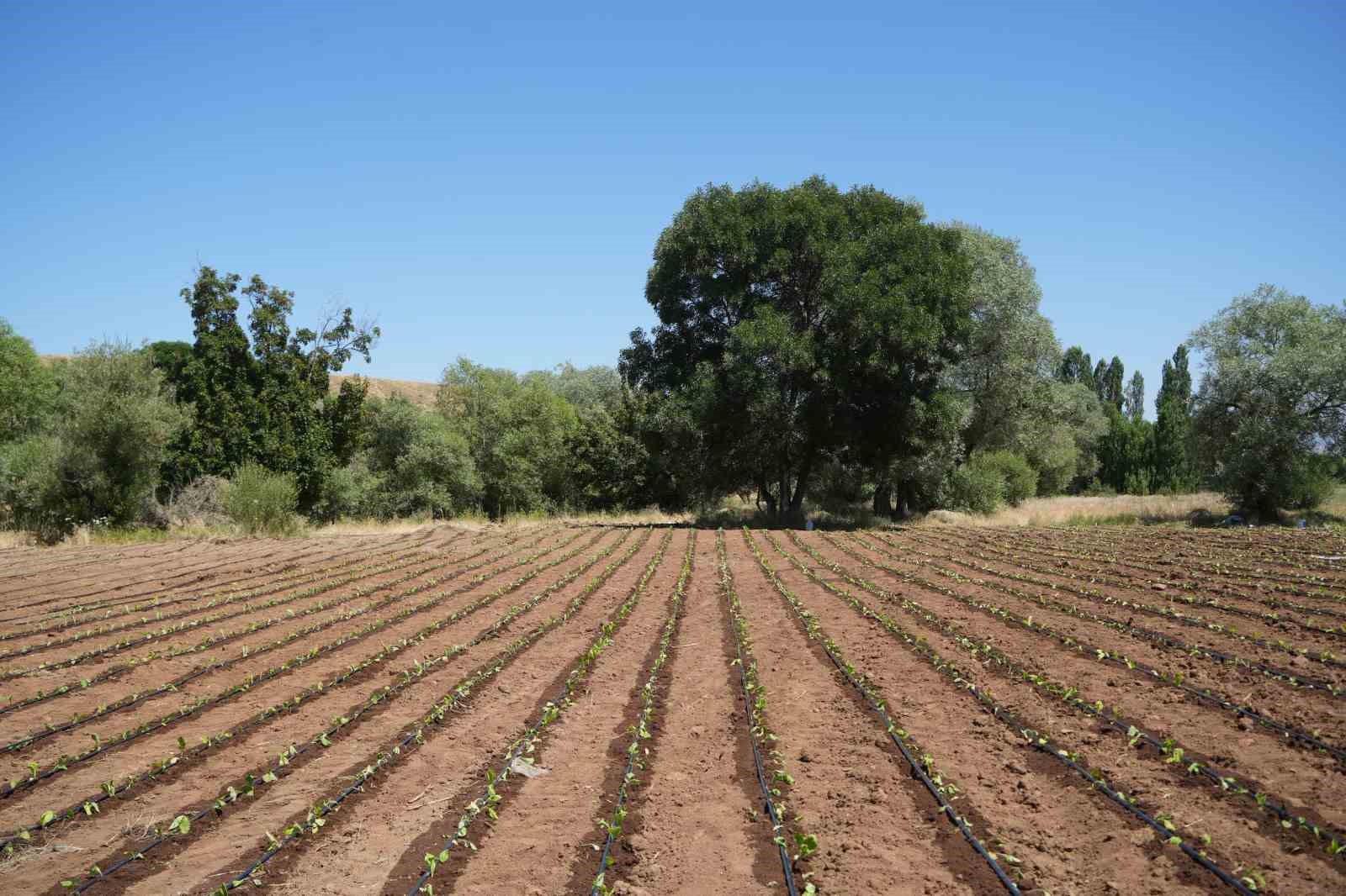 Muş&rsquo;ta t&uuml;t&uuml;n ekimi başladı: 1 milyar TL&rsquo;lik katkı bekleniyor
