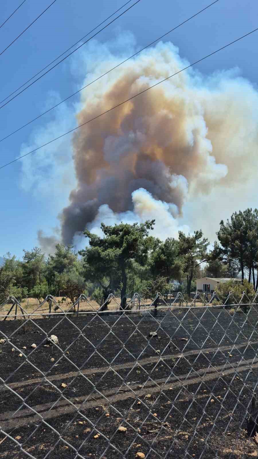 İzmir Bornova’da orman yangını