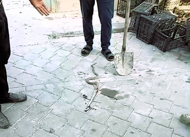 Honaz’da yılan paniği