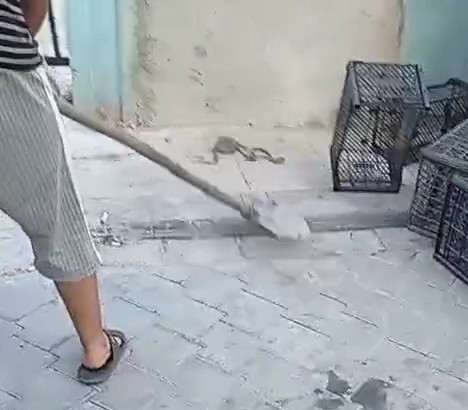 Honaz&rsquo;da yılan paniği
