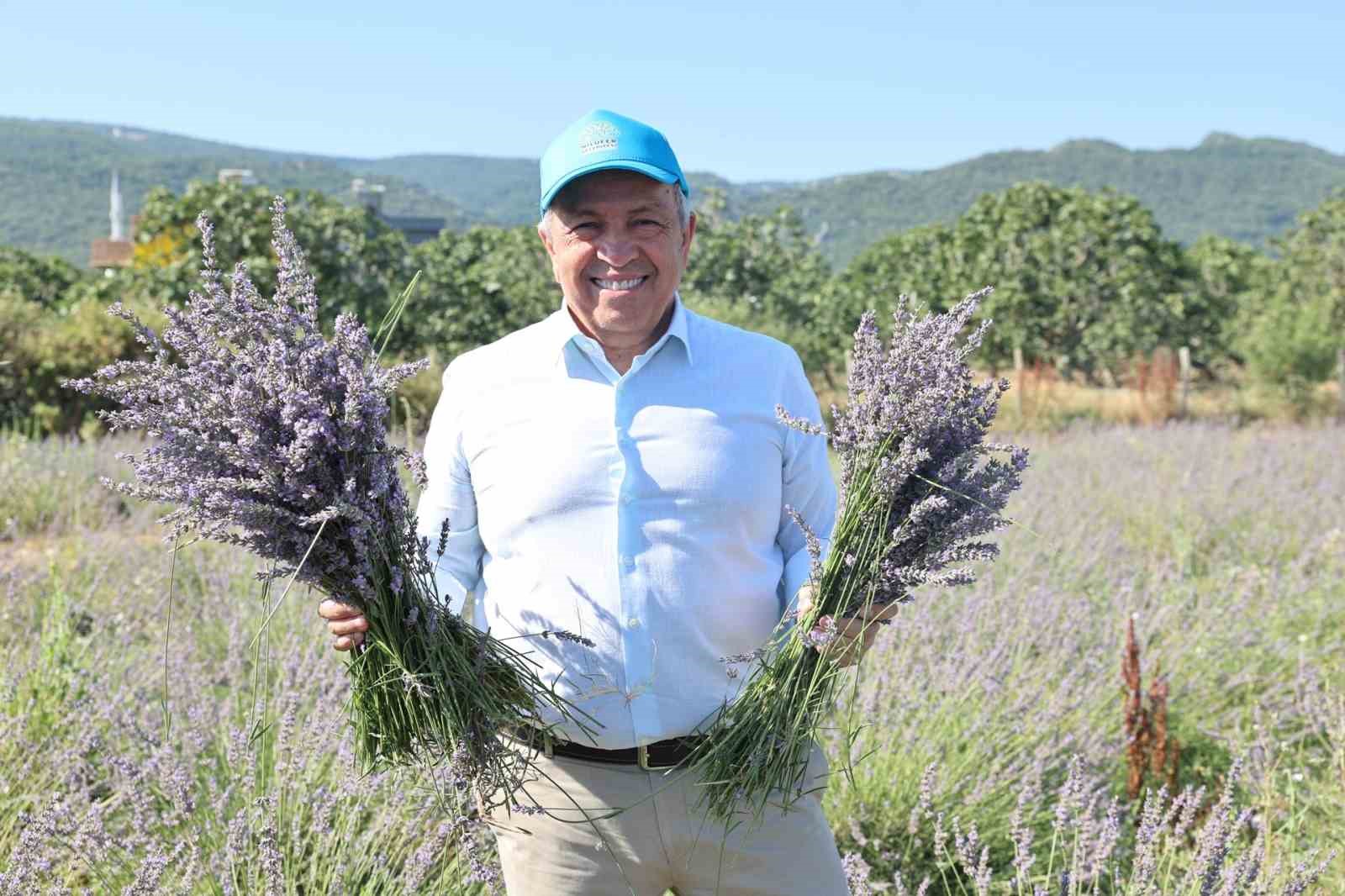 Nilüfer’de lavanta hasadı başladı