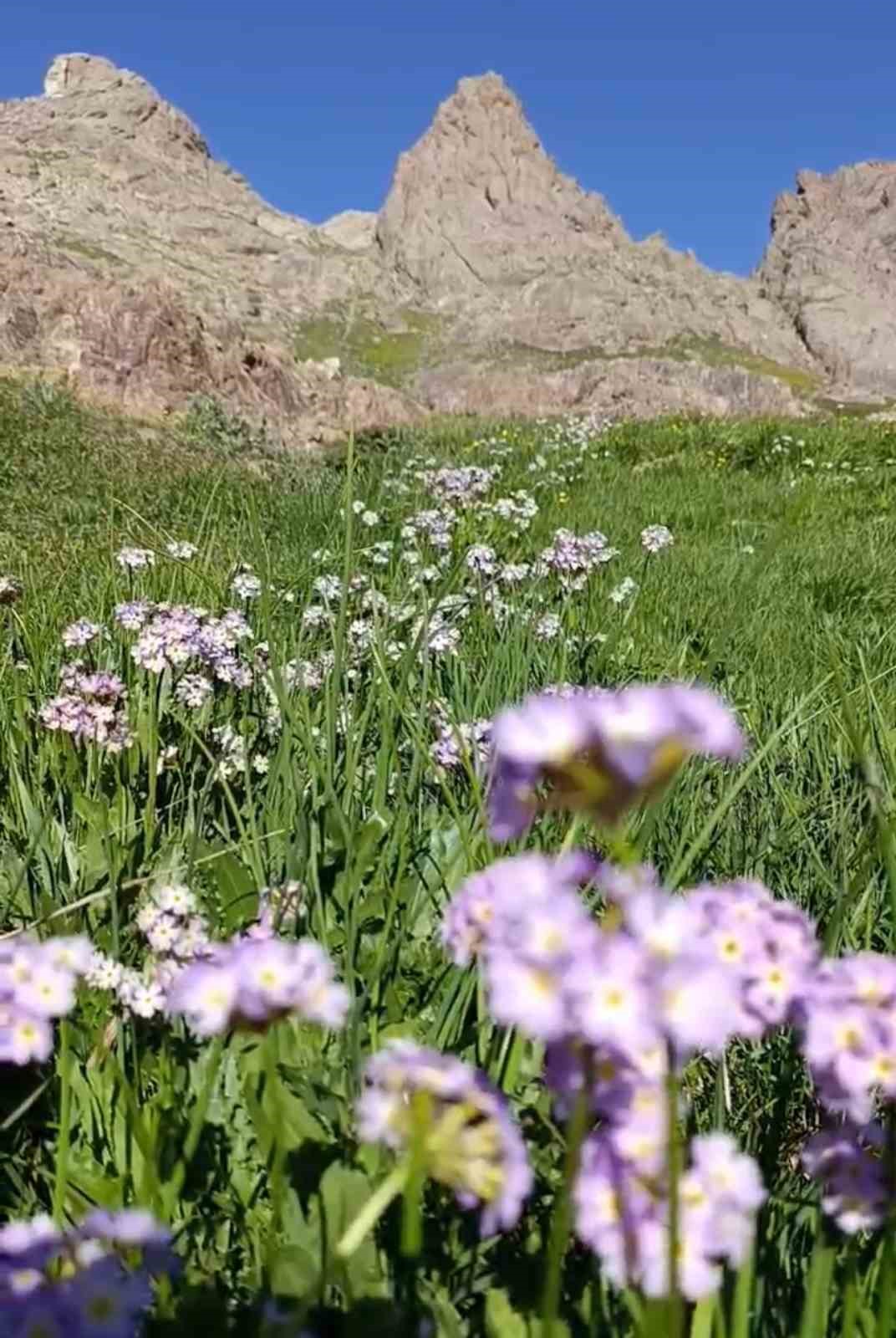 Y&uuml;ksekova&rsquo;nın saklı g&uuml;zelliği: Doğaseverlerin yeni g&ouml;zdesi
