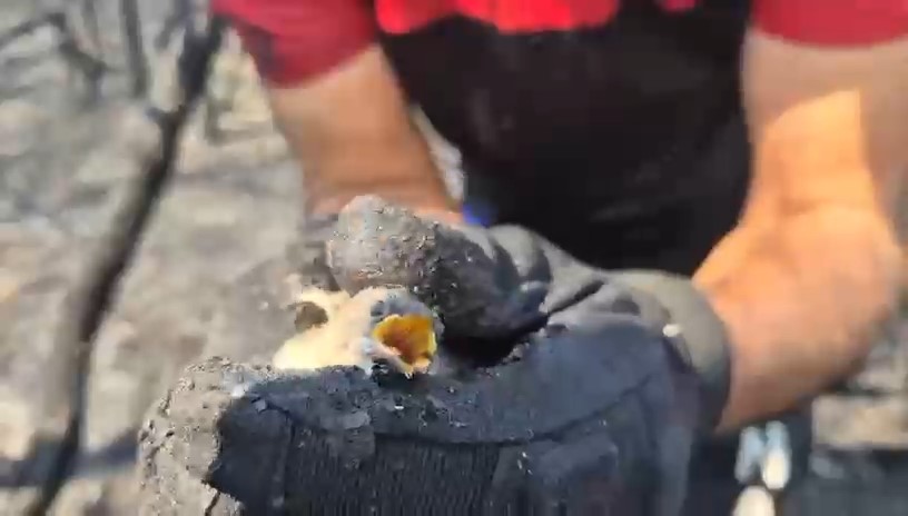 Orman yangınında hayatta kalan kuş böyle kurtarıldı