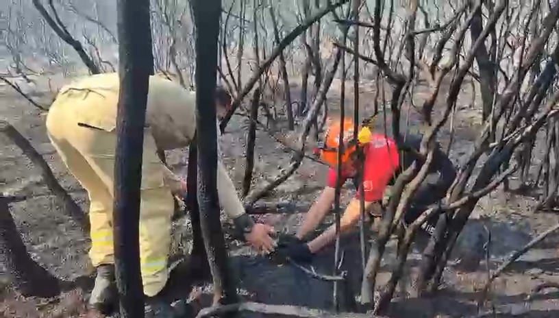 Orman yangınında hayatta kalan kuş b&ouml;yle kurtarıldı
