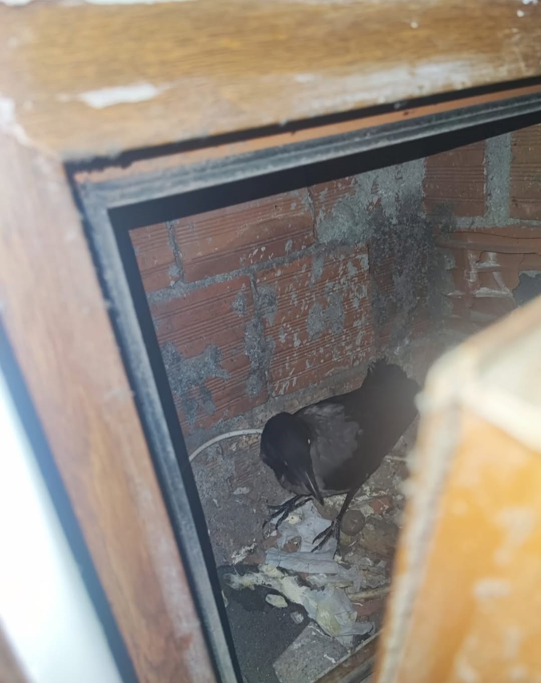 Kastamonu’da yaralı halde bulunan karabatak ve karga yeniden doğaya salındı